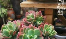 我的家人像什么植物