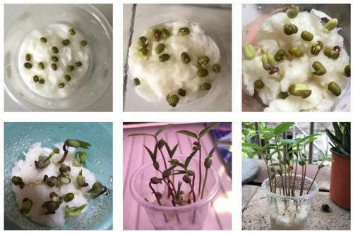 绿豆发芽了