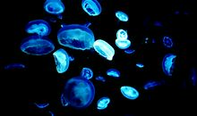 水母给人们的启示