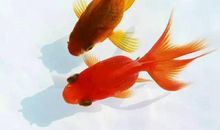 我们家的小金鱼