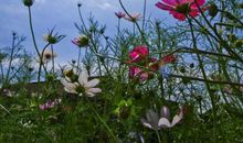 我爱你美丽的秋