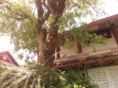 饱经风霜的树小练习笔