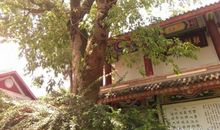 饱经风霜的树小练笔