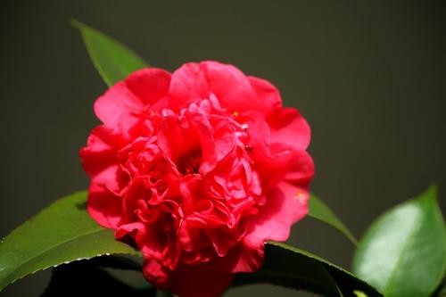 花扇爸爸