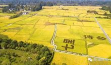 乡村动物交响乐