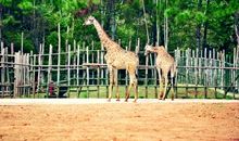 快乐游长沙生态动物园