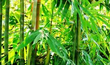 顽强不屈的竹子