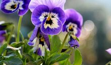 留在心底的味道