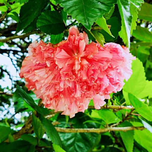让诚实之花绽放光芒