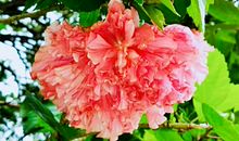 让诚实之花绽放光芒