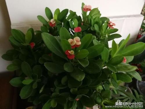如果我是小花