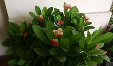 假如我是一朵小花