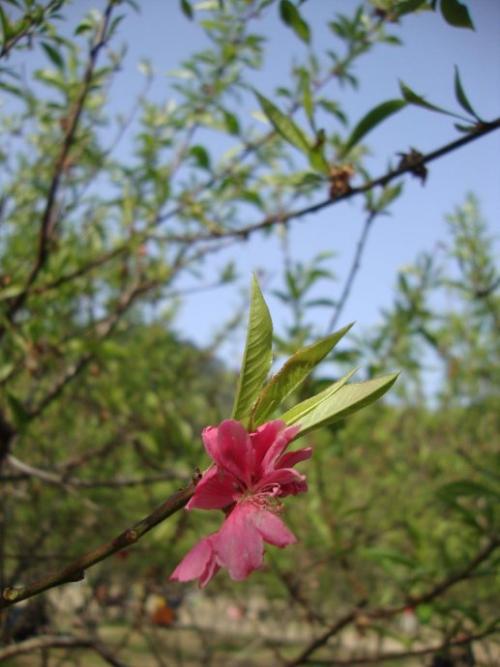 桃花永不褪色