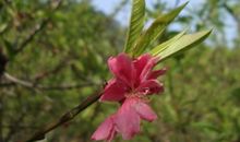 永不凋零的桃花