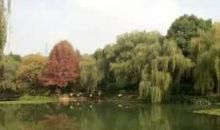 我心中有块芳草地