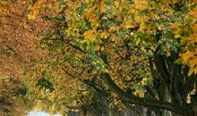 与那梧桐树的约定