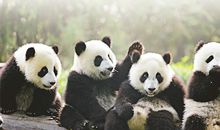 参观大熊猫基地