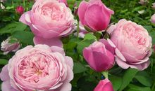 我爱家中的月季花