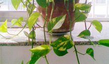 我爱我们班的绿萝