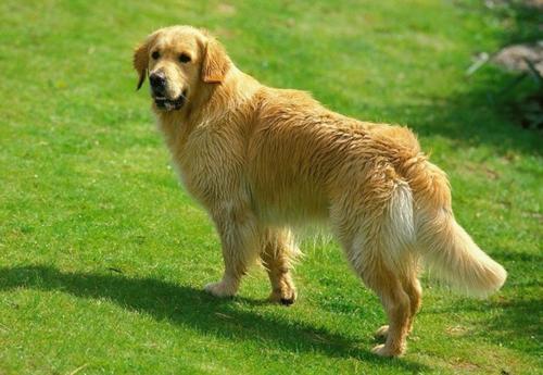 金毛寻回犬