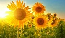 向阳花般的温暖