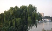 我爱故乡的杨柳