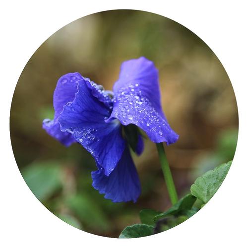 在雨中陶醉