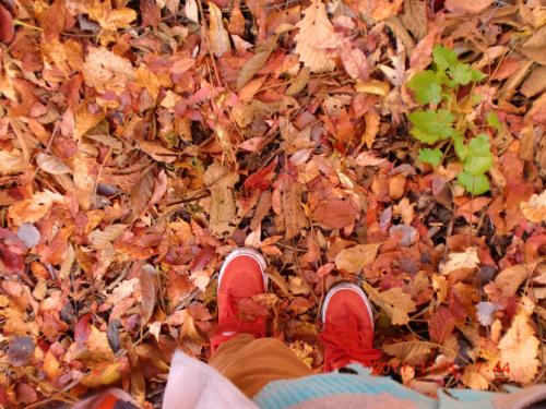 五颜六色的树叶的伤痛