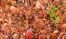 落叶缤纷日子的伤与痛