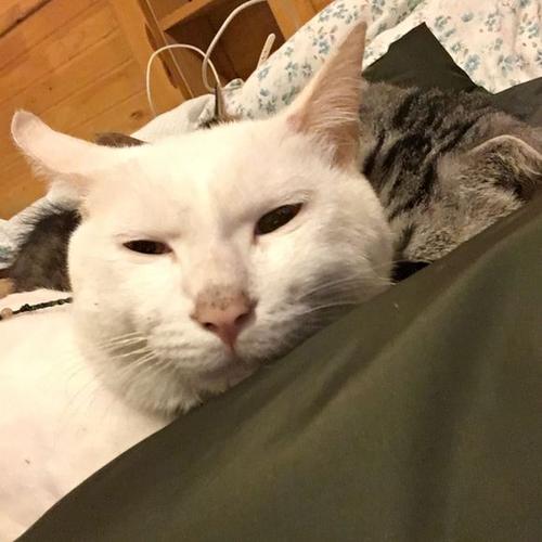 猫丑