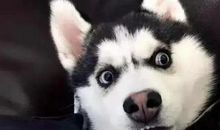 没想到真没想到