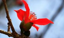 木棉花开的春天