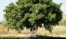 校园里的杨梅树