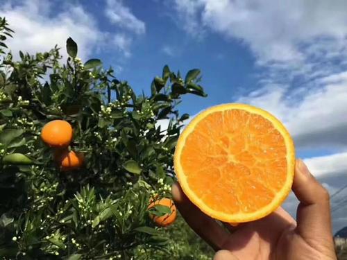 四个季节的味道