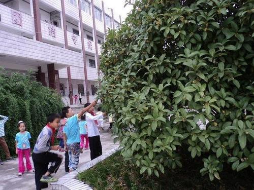 校园里的桂花