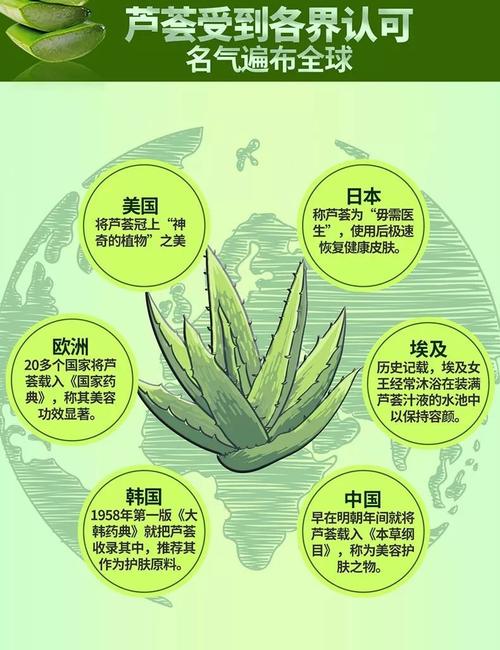 芦荟的秘密