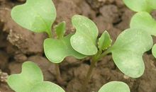 观察日记植物400字