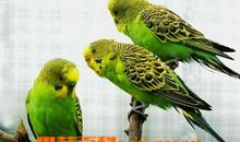 顽皮的虎皮鹦鹉