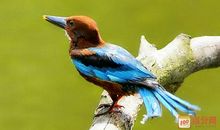 假如我是一只鸡