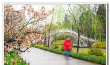 春意盎然瘦西湖