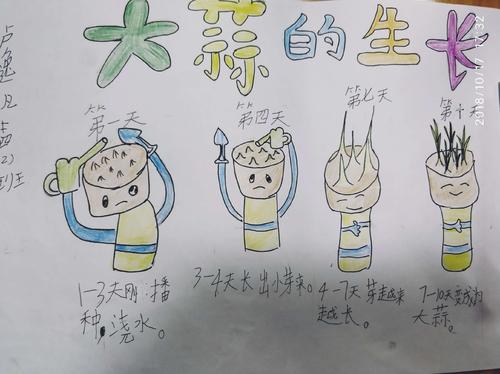 四年级大蒜观察日记