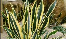 我卧室的虎皮兰