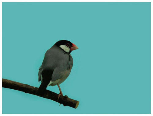 bird“雪花”
