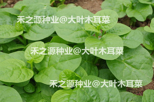 我最喜欢的真菌