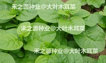 我喜爱的木耳菜