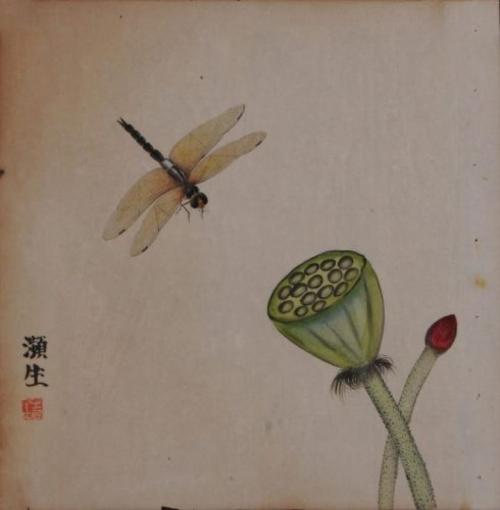 苍蝇和蚊子之间的争议