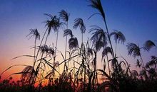 别样的“温柔”