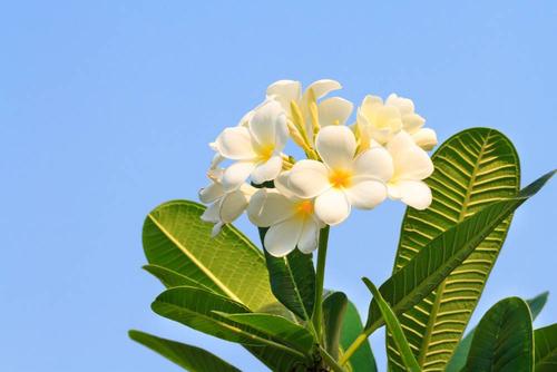 素馨花