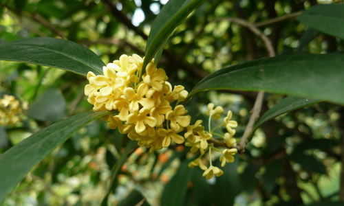 秋季桂花