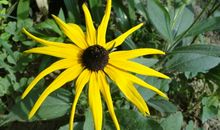 默默无闻的菊花